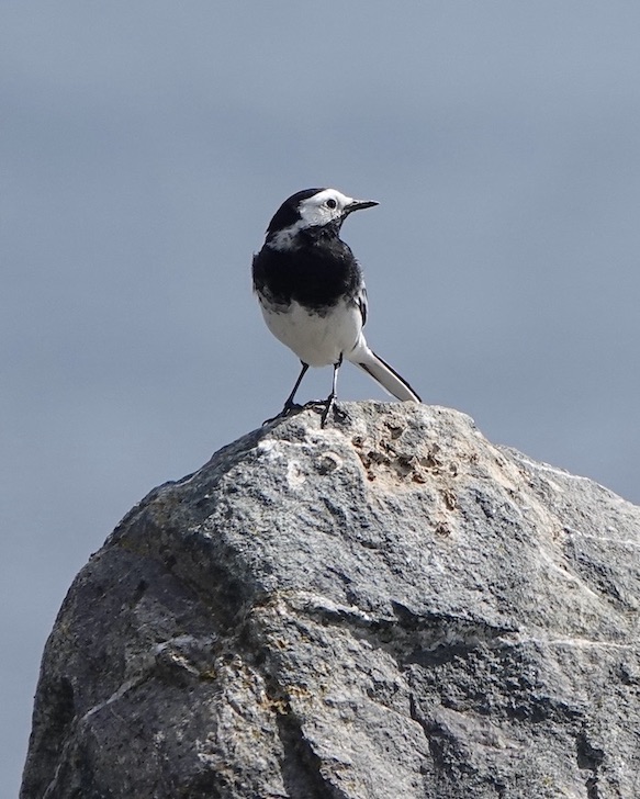 pied wagtail